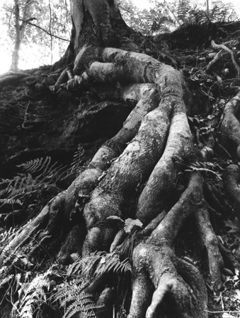 bw tree roots portland arch