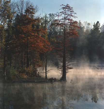 color pine trees on lost lake