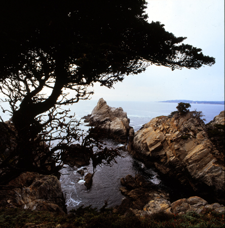 color point lobos 01