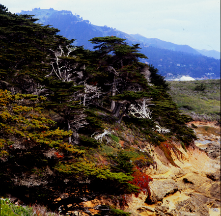 color point lobos 02