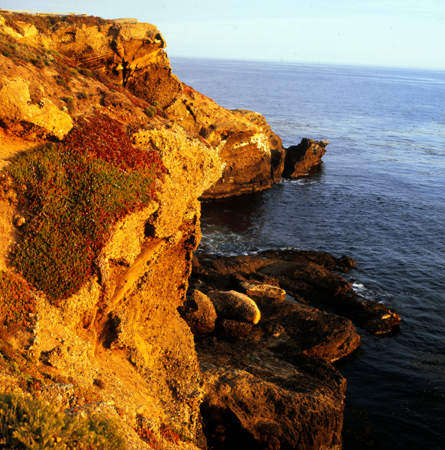 color point lobos 03