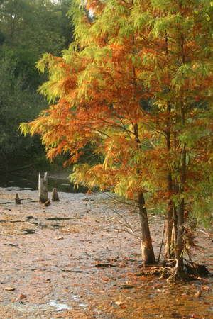 digital cypress tree