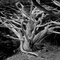 bw dead cypress point lobos