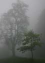 digital fog and two trees shenandoah
